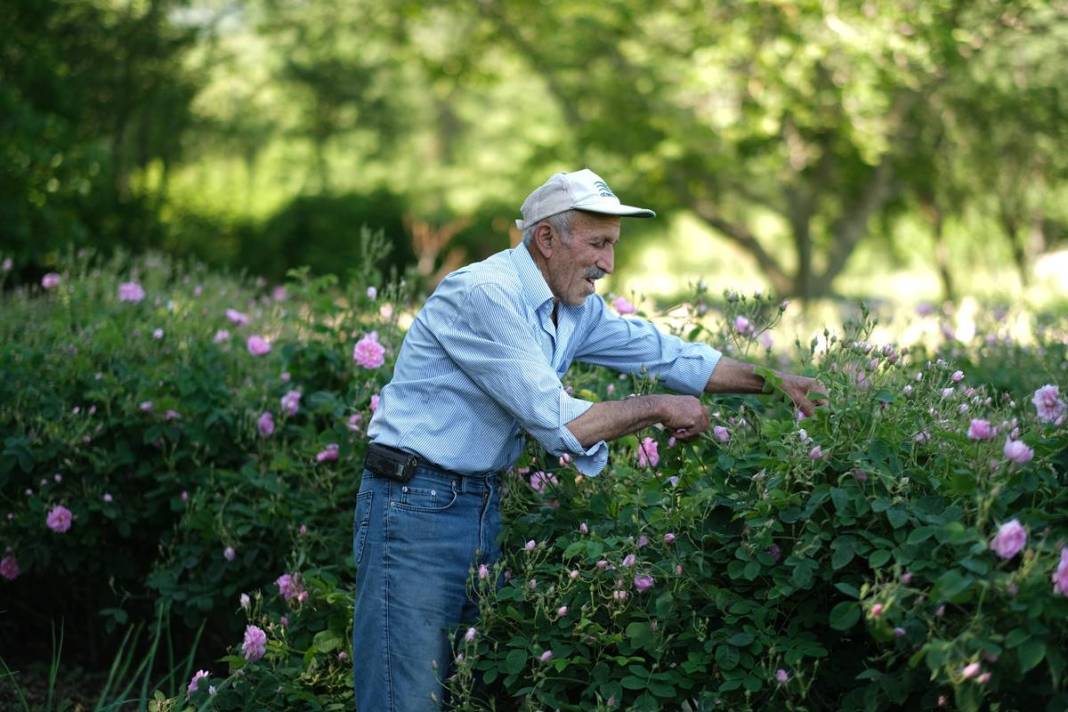 Aile mesleğini sürdürüyorlar: Litresi 10 bin euro! 15 milyon gül yaprağından 1 litre gül yağı çıkarıyorlar 2